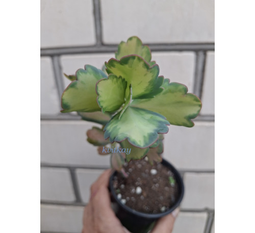 Каланхоє Федченко варієгатний (kalanchoe fedtschenkoi var )